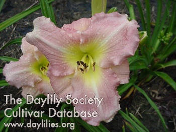 Daylily Pink Monday